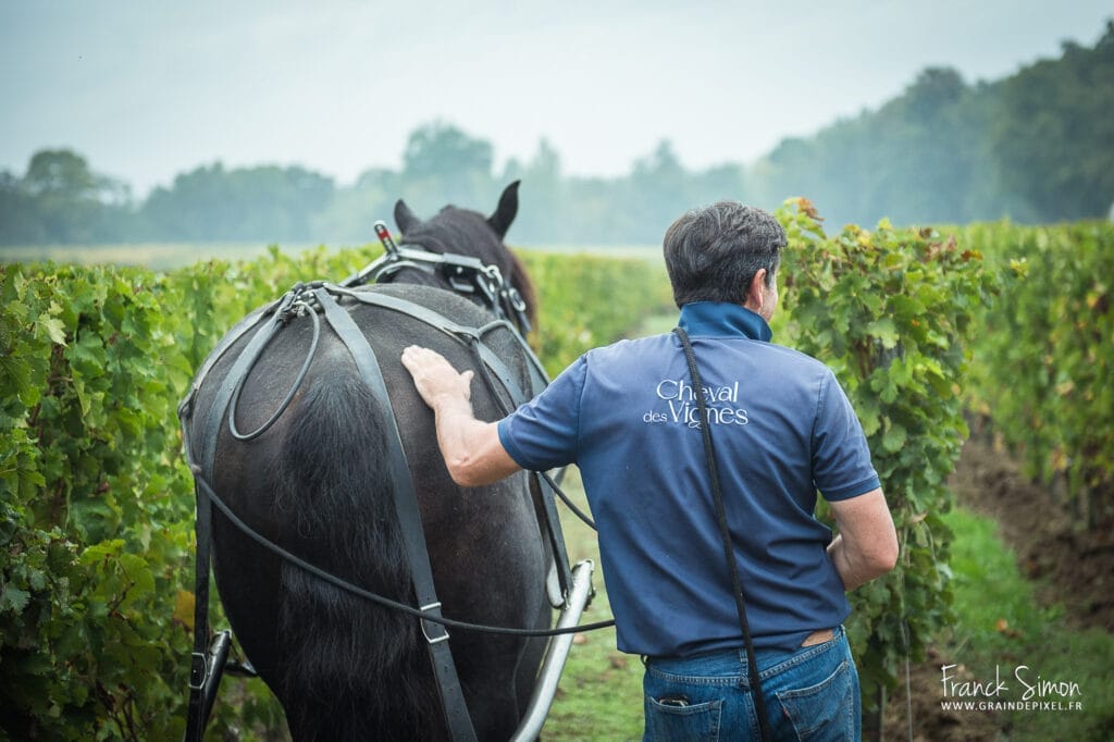 cheval de trait - traction animale dans les vignes - grain de pixel - photographe équestre - charente
