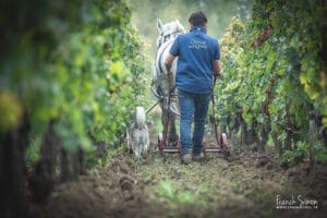 cheval de trait - traction animale dans les vignes - grain de pixel - photographe équestre - charente