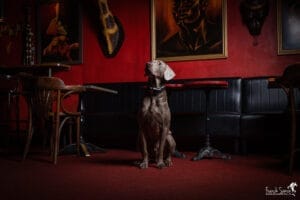 les séries photographiques équines et canine - Franck SIMON - photographe pour le cheval et le chien à Angoulême - Charente