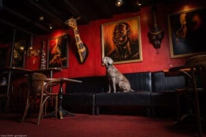 exposer ses photos - exposition pour photographes -grain de pixel, photographe équestre et canin en charente