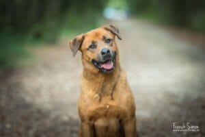 fin de vie et photographie des animaux de compagnie - Franck Simon - grain de pixel - photographe en Charente