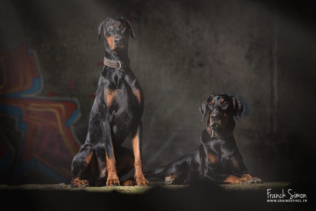 séance photo canine en studio - Jennifer et ses dobermann - Grain de Pixel - photographe canin - Angoulême - Charente