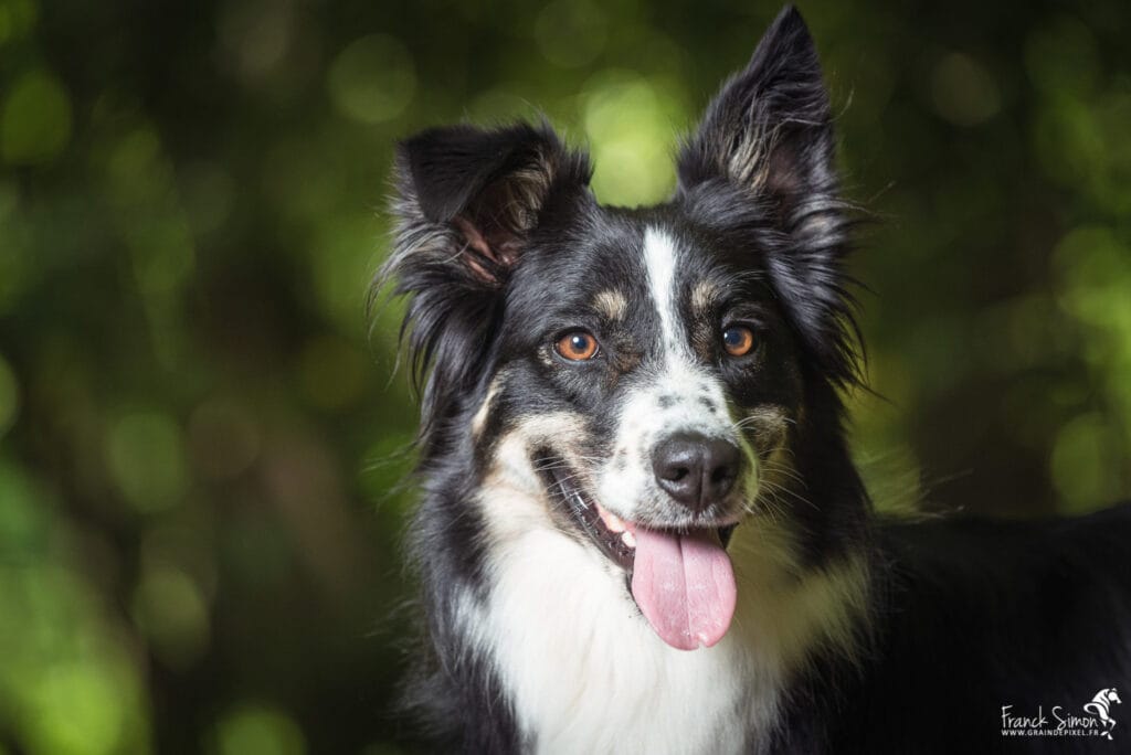 Nancy, border collie - séance photo canine - Franck Simon - Grain de Pixel - photographe canin - Charente - Angoulême