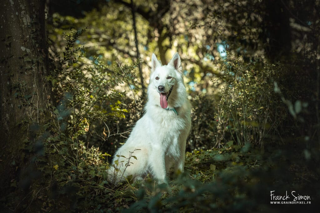 séance photo canine - Berger blanc suisse - La Rochefoucauld en Angoumois - Franck SIMON - photographe canin - Charente