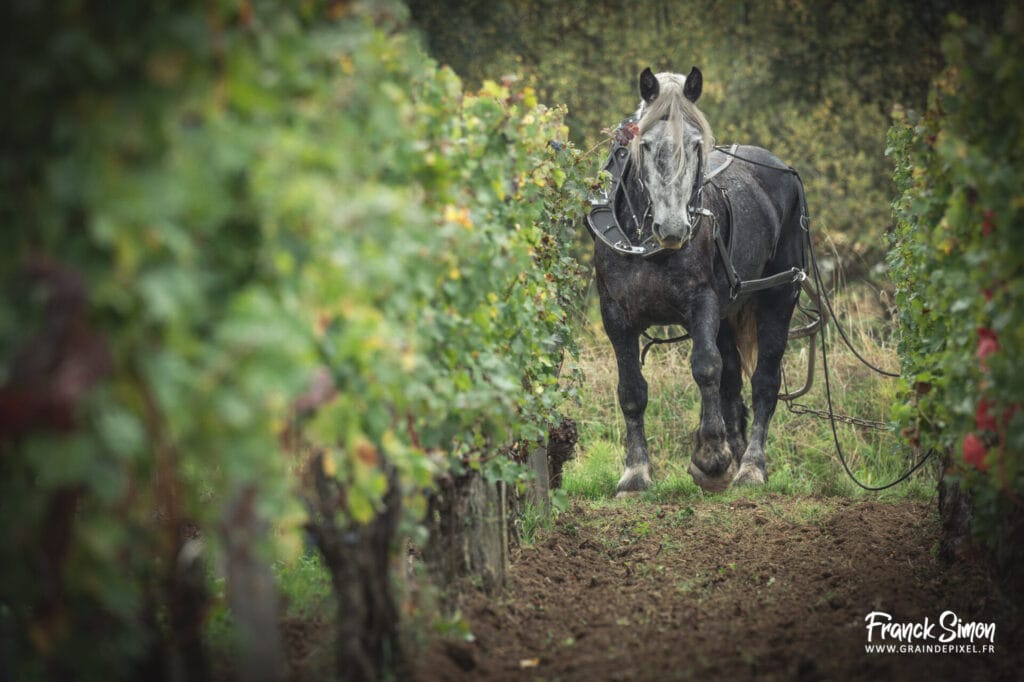 Cheval des vignes - traction animale - Vignobles - reportage photo - Grain de Pixel - photographe équin et canin - Charente - Nouvelle Aquitaine