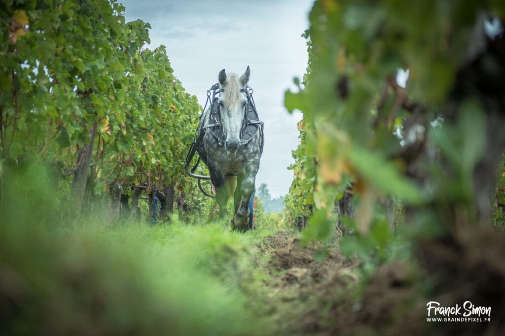 Cheval des vignes - traction animale - Vignobles - reportage photo - Grain de Pixel - photographe équin et canin - Charente - Nouvelle Aquitaine
