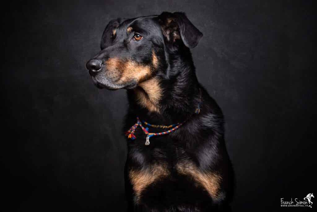 séance studio canin et félin - Angoulême - Charente - Franck Simon - photographe professionnel - spécialisé équin et canin