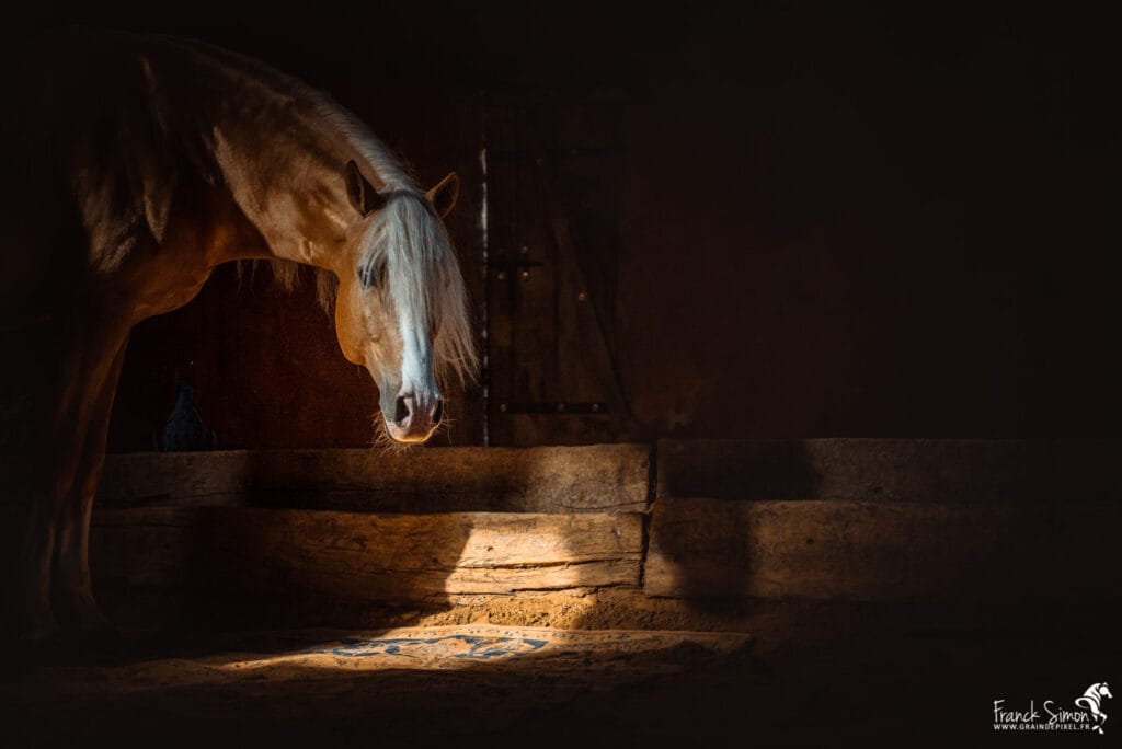 cheval d'ombres et de lumières - jeux de contrastes équins - Franck Simon - Grain de Pixel - photographe équin - Charente - Angoulême