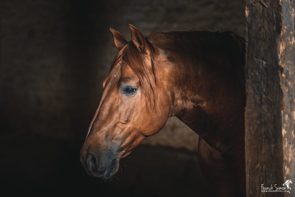 cheval d'ombres et de lumières - Franck SIMON, photographe équin et canin à Angoulême, Nouvelle Aquitaine