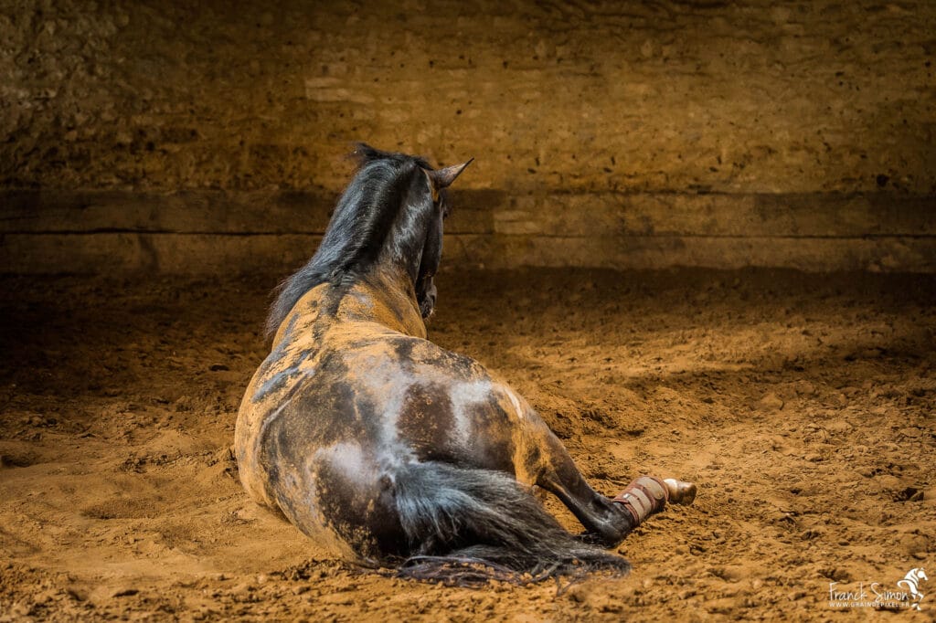 cheval d'ombres et de lumières - jeux de contrastes équins - Franck Simon - Grain de Pixel - photographe équin - Charente - Angoulême
