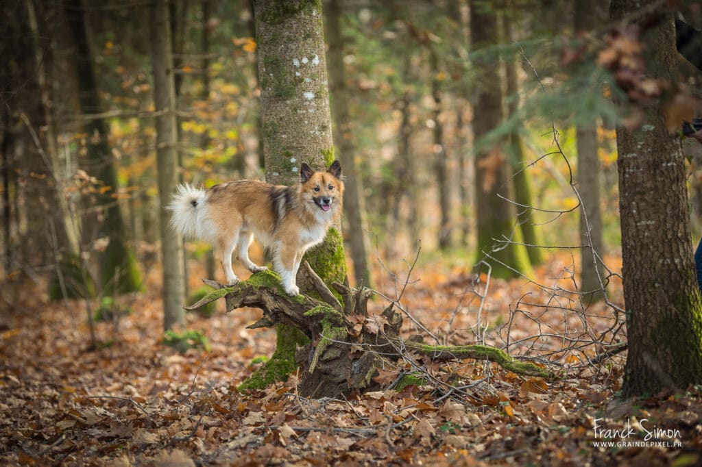 Phoenix - berger islandais -séance photo canine - Grain de Pixel - photographe canin - Charente - Angoulême