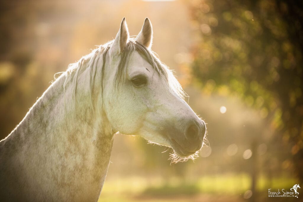 portrait de chevaux - Grain de Pixel - Franck SIMON - photographe pour le cheval - Angoulême - Charente - photographe équin et équestre