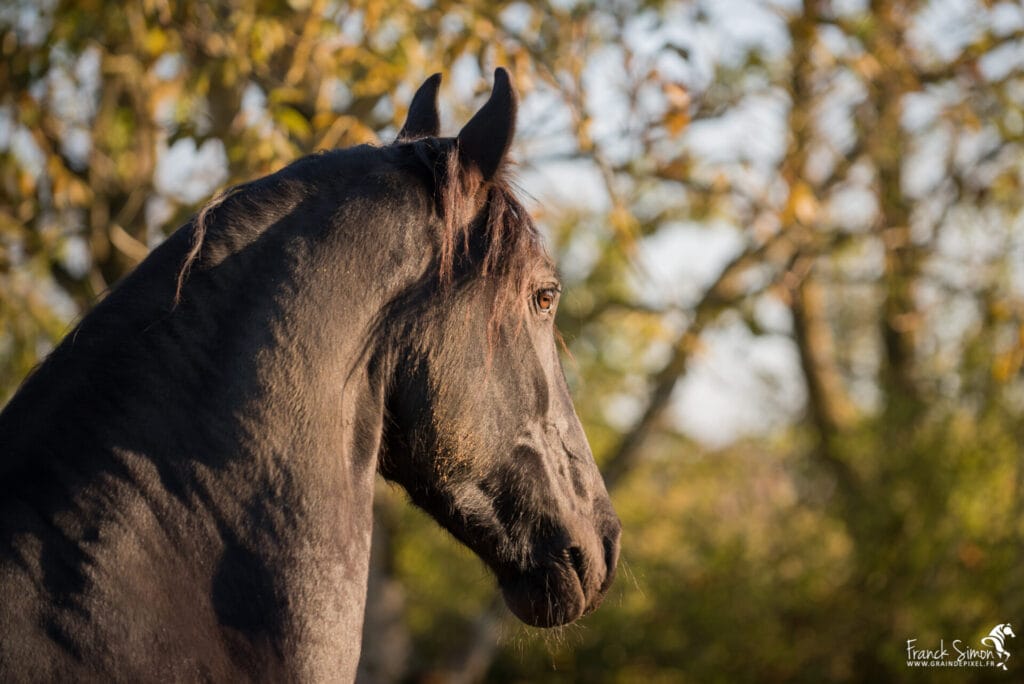 portrait de chevaux - Grain de Pixel - Franck SIMON - photographe pour le cheval - Angoulême - Charente - photographe équin et équestre