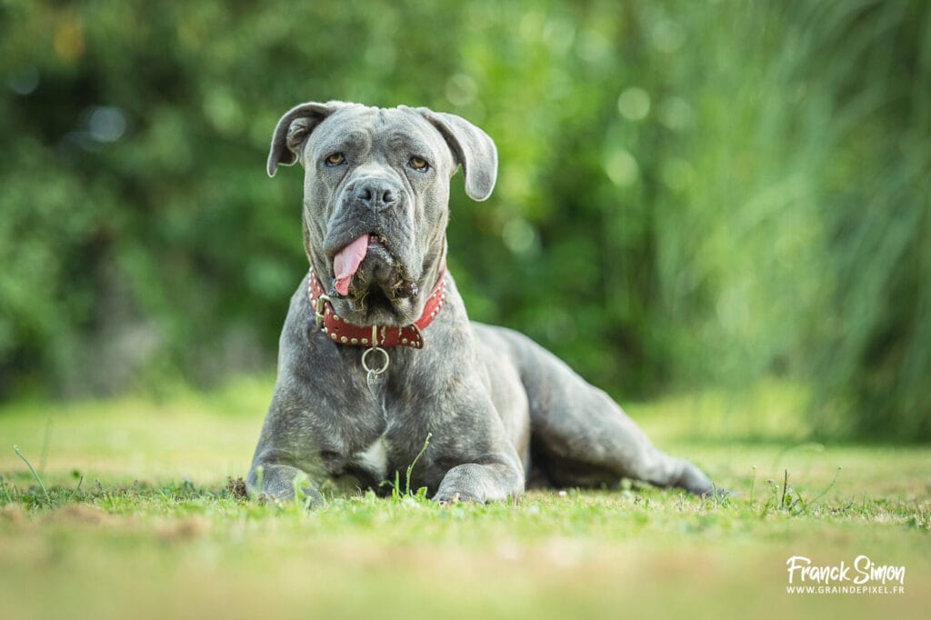 taffy - séance photo chien -cane corso - Grain de Pixel - photographe en Charente - Nouvelle Aquitaine