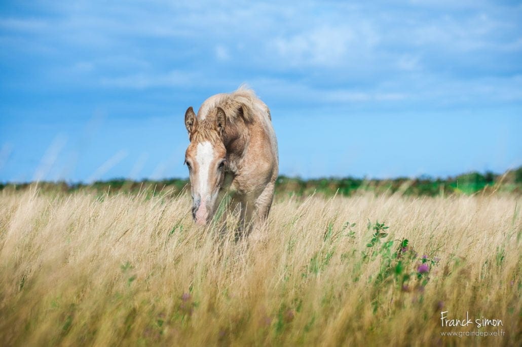 La Force Tranquille - Projet photographique autour du cheval de trait - Franck SIMON - Grain de Pixel - photographe équestre en Charente - Angoulême