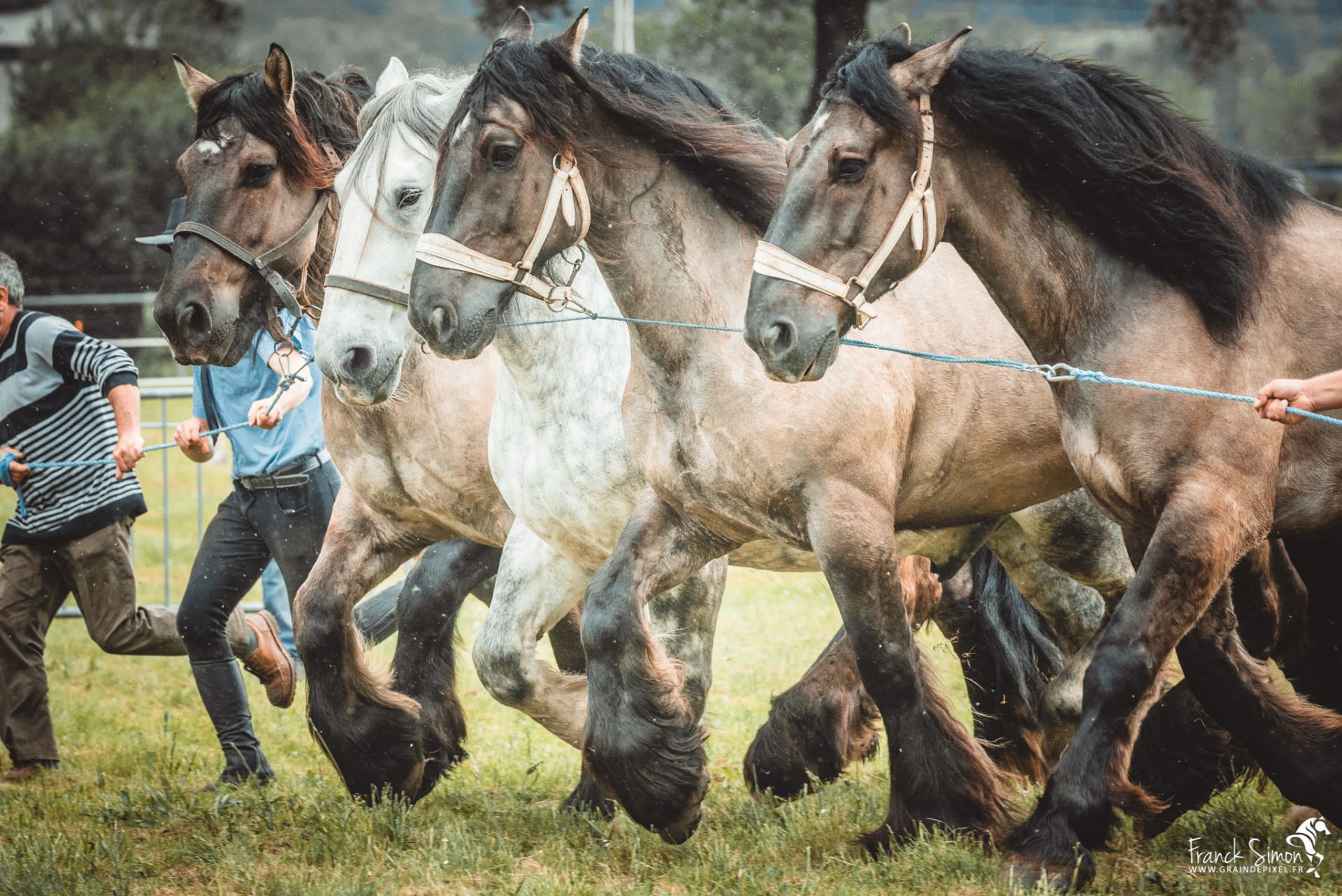 cordée de chevaux traits poitevin - cheval de trait - franck simon - photographe équin à Angoulême - Charente