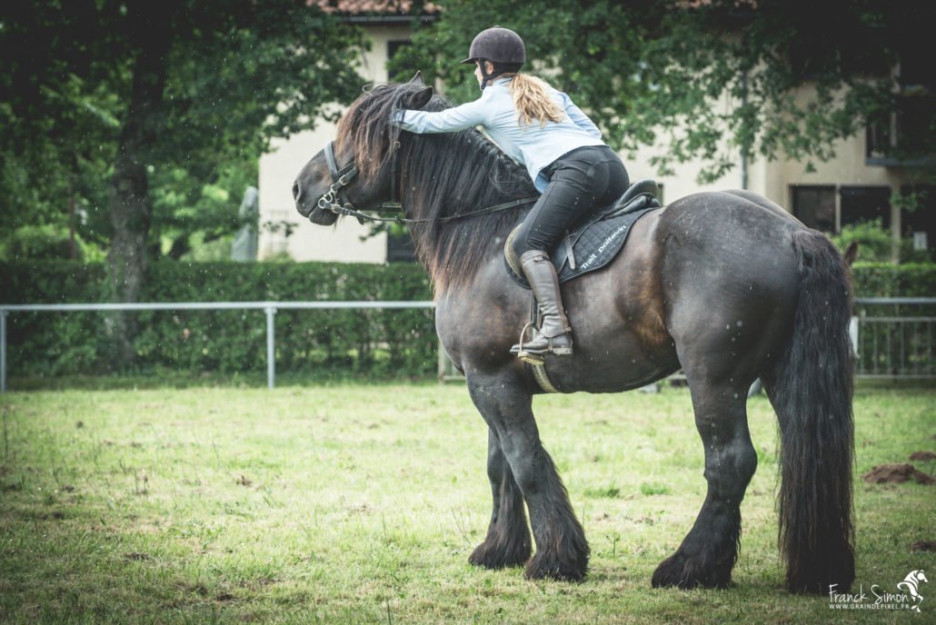 Force Tranquille - projet photographique autour du cheval de trait - Franck SIMON - photographe équin et canin - Charente