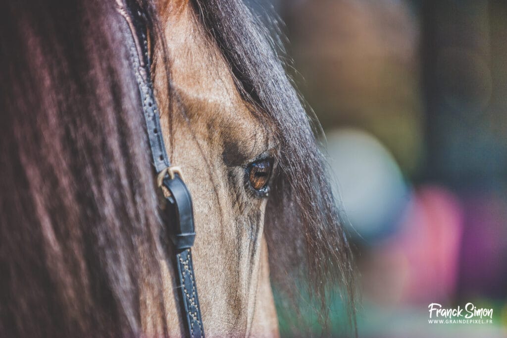cheval de détail et de textures - grain de pixel - photographe équestre en Charente - Angoulême