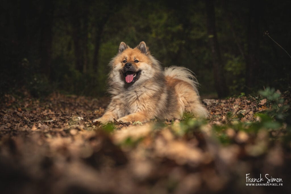 rackham - chien Eurasier - séance photo canine - Grain de Pixel - photographe pour le chien - Angoulême - Charente