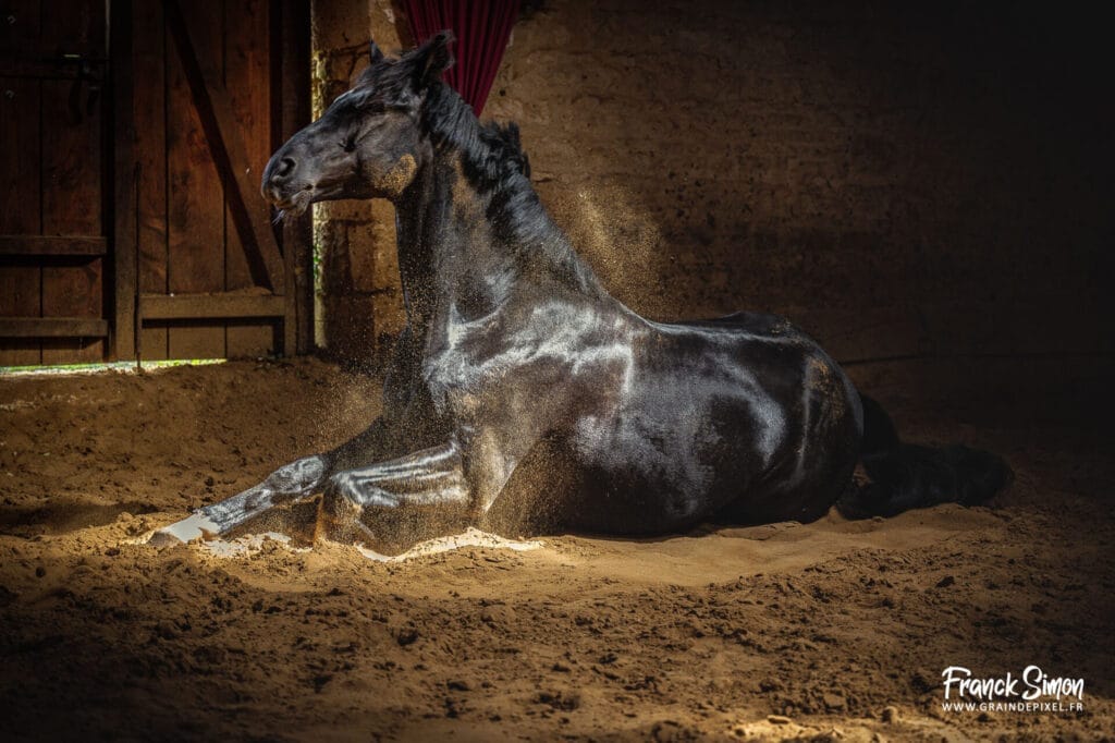 cheval d'ombres et de lumière - Franck Simon - photographe équin à Angoulême - Charente - Nouvelle Aquitaine