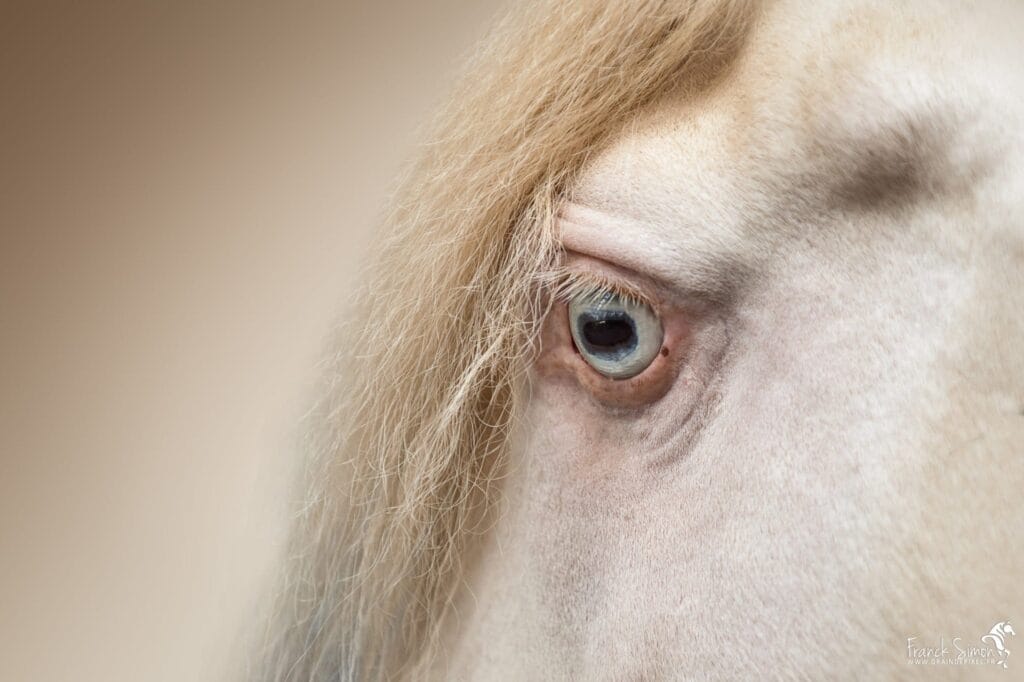 cheval de détail et de textures - grain de pixel - photographe équestre en Charente - Angoulême