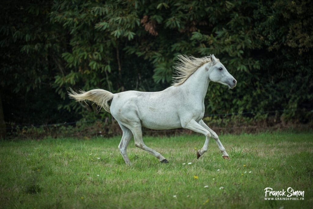 cheval en liberté - Grain de Pixel - photographe équestre et canin - Franck Simon - Charente - Angoulême