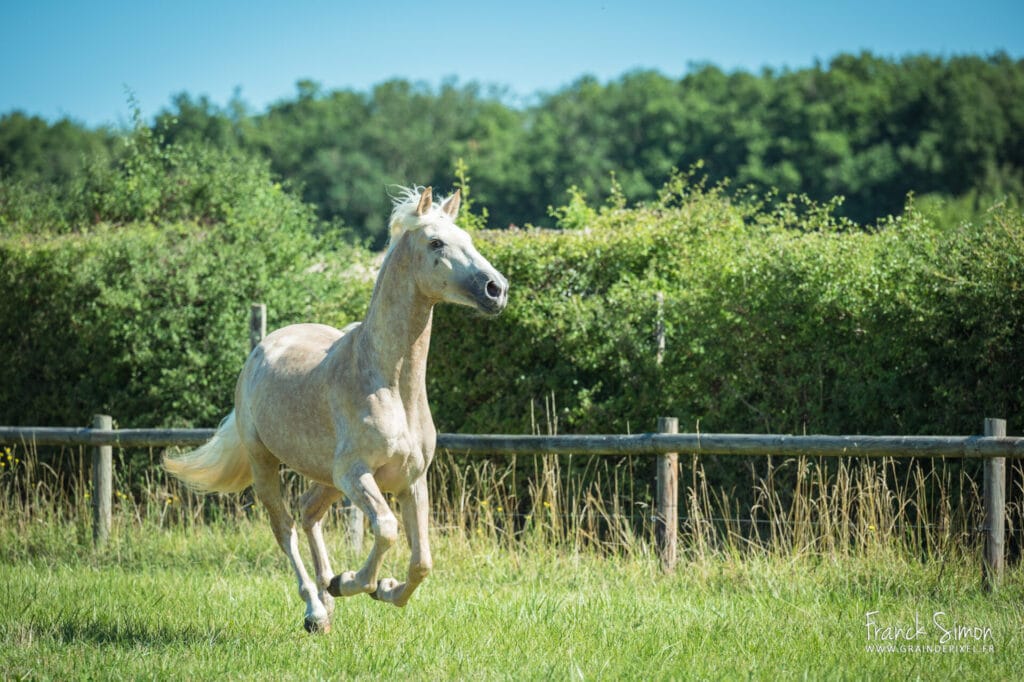 cheval en liberté - Grain de Pixel - photographe équestre et canin - Franck Simon - Charente - Angoulême