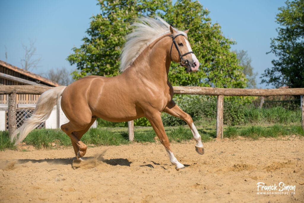 cheval en liberté - Grain de Pixel - photographe équestre et canin - Franck Simon - Charente - Angoulême