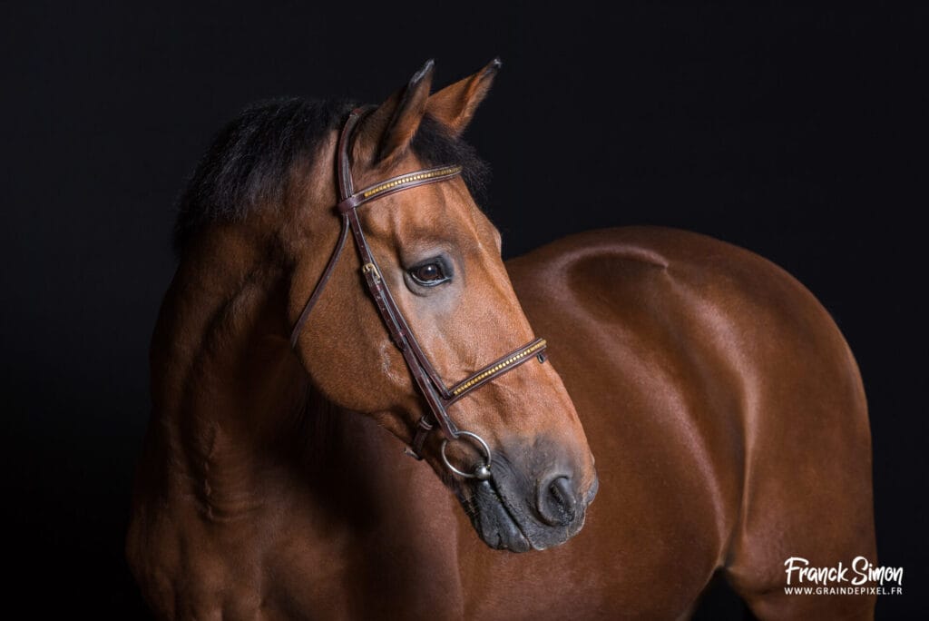 Cheval de studio - studio photo équestre et équin - Grain de Pixel è- photographe professionnel à Angoulême - Charente - Franck Simon