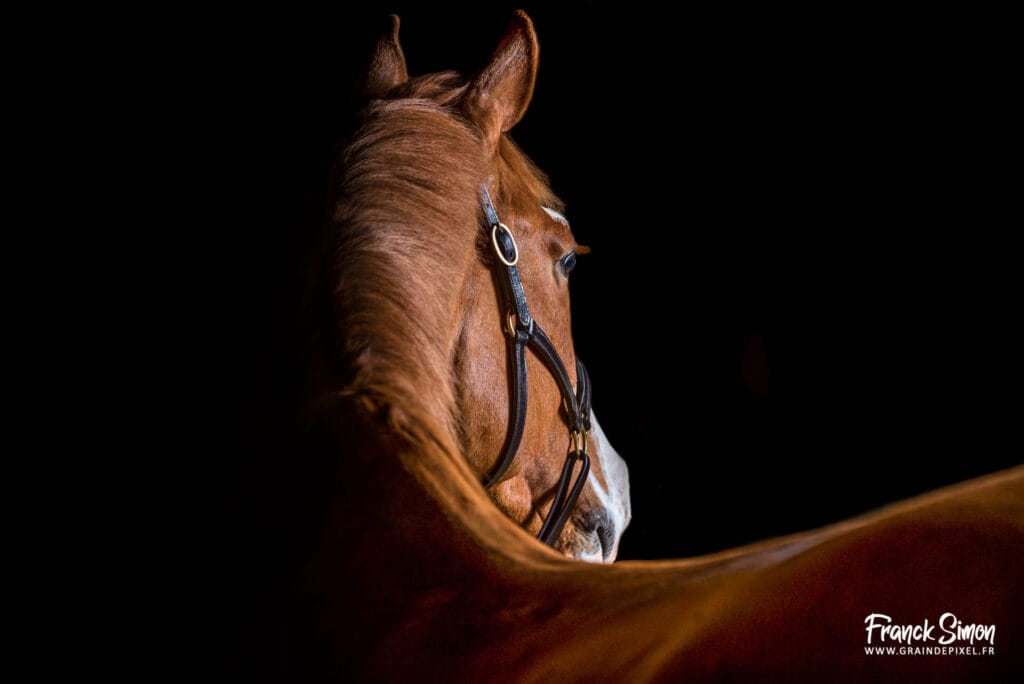 Cheval de studio - studio photo équestre et équin - Grain de Pixel è- photographe professionnel à Angoulême - Charente - Franck Simon