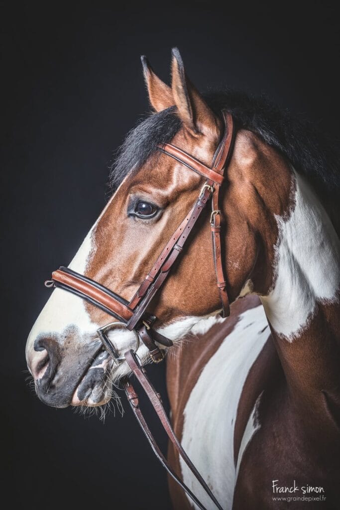 Cheval de studio - studio photo équestre et équin - Grain de Pixel è- photographe professionnel à Angoulême - Charente - Franck Simon