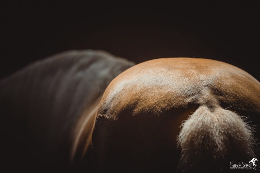 cheval de détail - Grain de Pixel - photographe équin à Angoulême - Charente