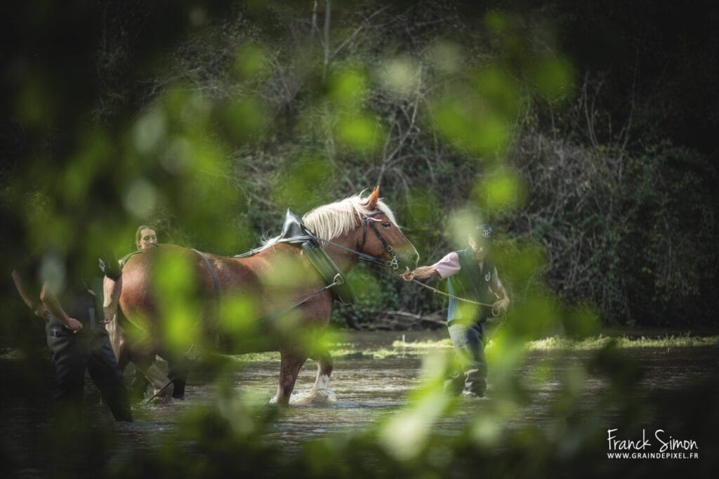 Le Trait charentais - chevaux de trait - nettoyage de la Touvre - Magnac sur Touvre - Franck Simon - photographe équestre - Angoulême - Charente