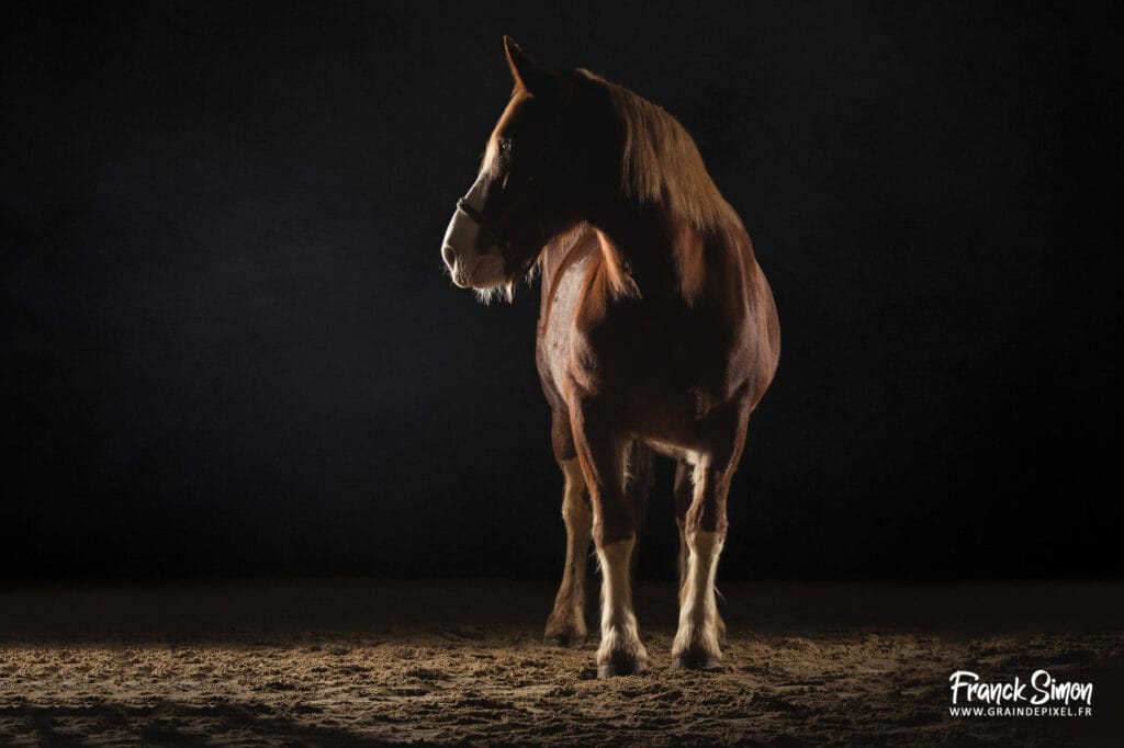 le cheval de trait en studio - studio photo équin - Grain de Pixel - photographe équestre et canin - Angoulême - Charente