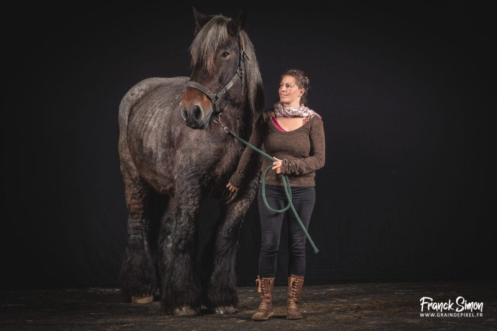 le cheval de trait en studio - studio photo équin - Grain de Pixel - photographe équestre et canin - Angoulême - Charente