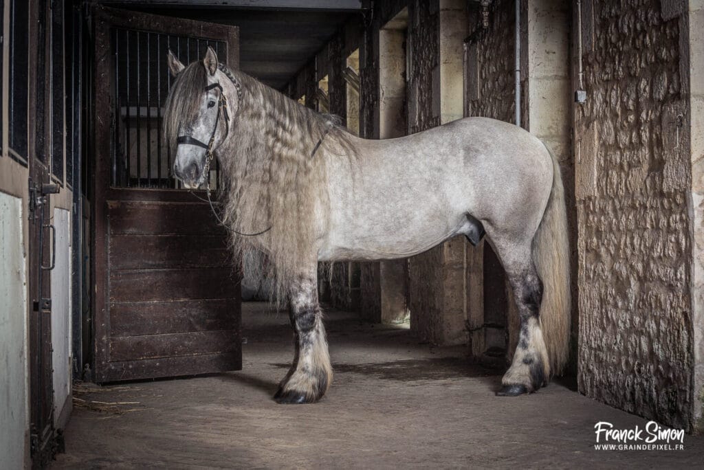 le cheval de trait en studio - studio photo équin - Grain de Pixel - photographe équestre et canin - Angoulême - Charente