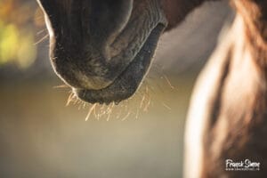 le cheval dans l'art photographique : parent pauvre