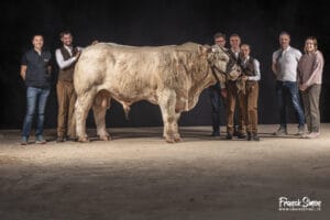 réalisation d ela photographie en vue de l'affiche 2025 du sommet de l'élevage - race charolaise - franck simon - photographe en charente