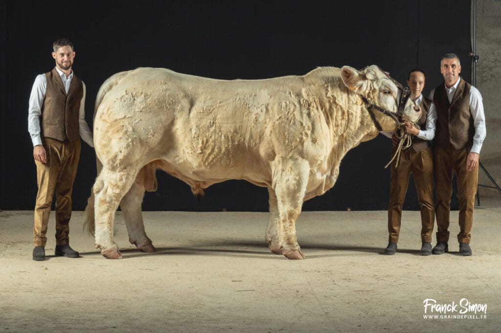 création d'un visuel pour le sommet de l'élevage 2025 - la race charolaise à l'honneur - Franck SIMON - photographe pour le monde de l'agriculture - Charente