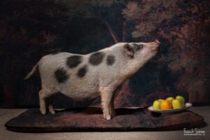 photographe - intelligence artificielle -remplacement