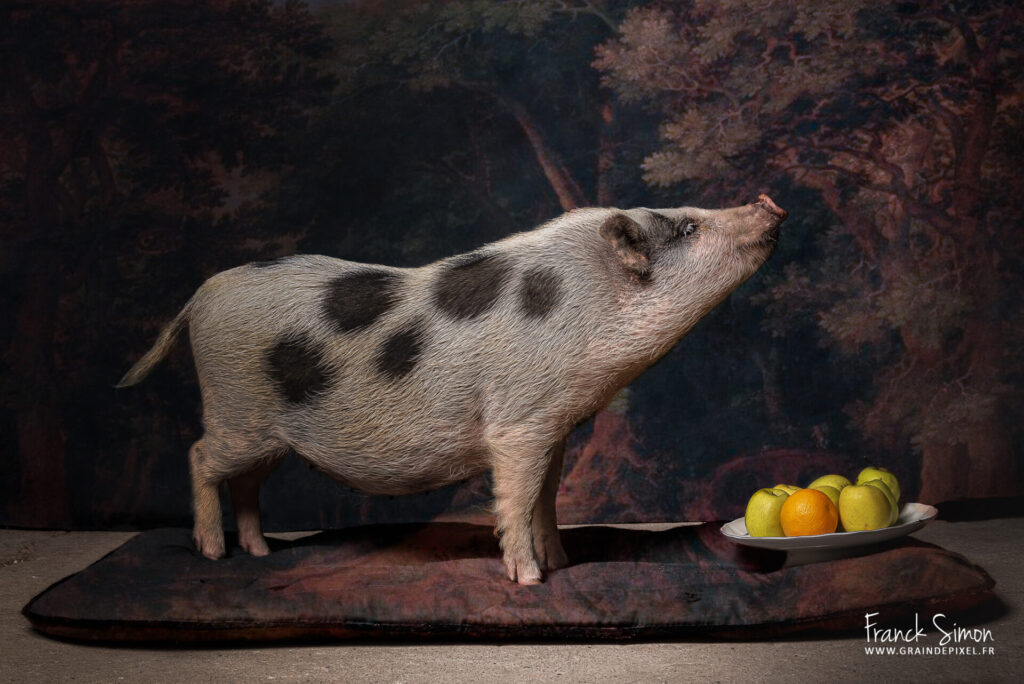 séance photo - cochon - tableau de maitre - écurie de mark - réalisation Franck Simon - photographe pour les animaux de compagnie