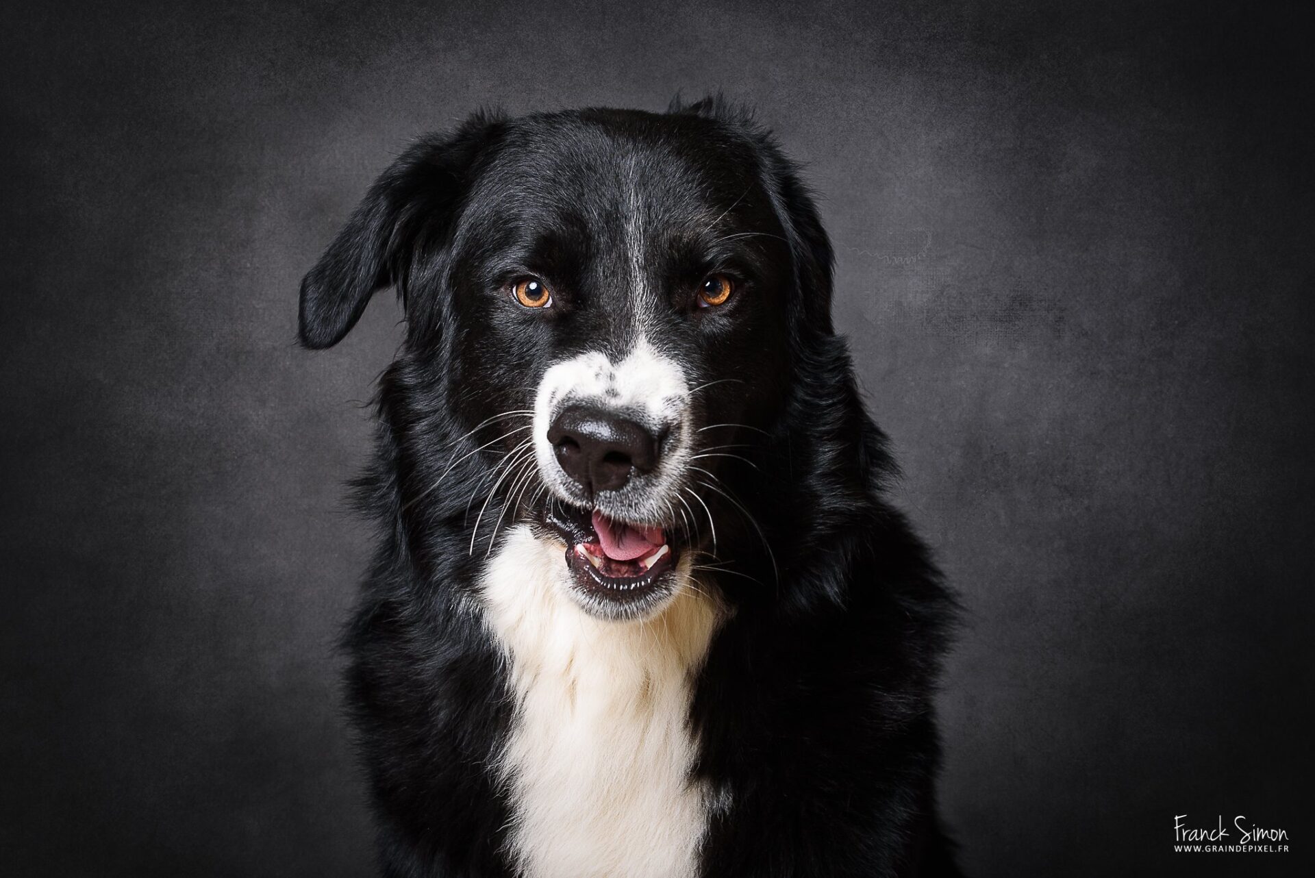 contact - contactez moi - Franck SIMON - photographe équin et canin - Angoulême - Charente