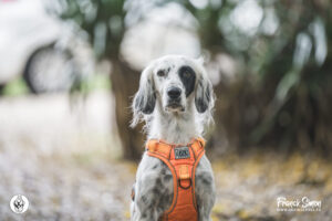 photographe canin et équin : apprenez à vous démarquer, à être vraiment original et créatif
