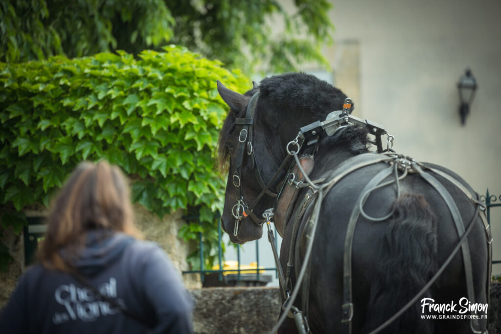 cheval des vignes - château Angélus - Saint Emilion - travail de la vigne avec le cheval - Franck SIMON - photographe à Grain de Pixel