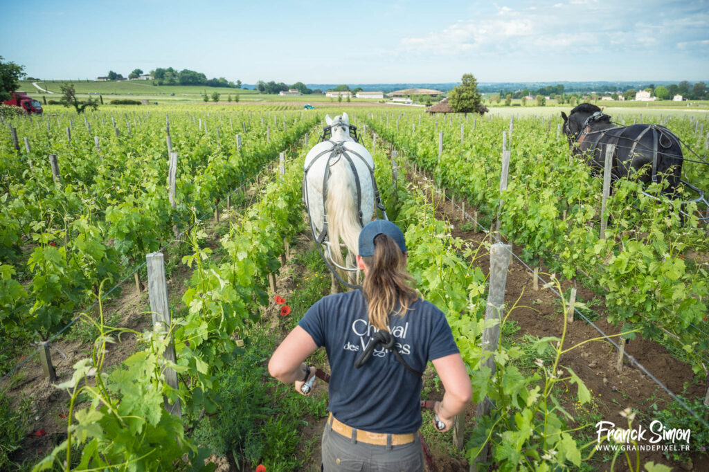 cheval des vignes - château Angélus - Saint Emilion - travail de la vigne avec le cheval - Franck SIMON - photographe à Grain de Pixel