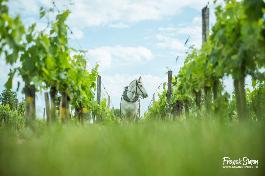 cheval des vignes - château Angélus - Saint Emilion - travail de la vigne avec le cheval - Franck SIMON - photographe à Grain de Pixel