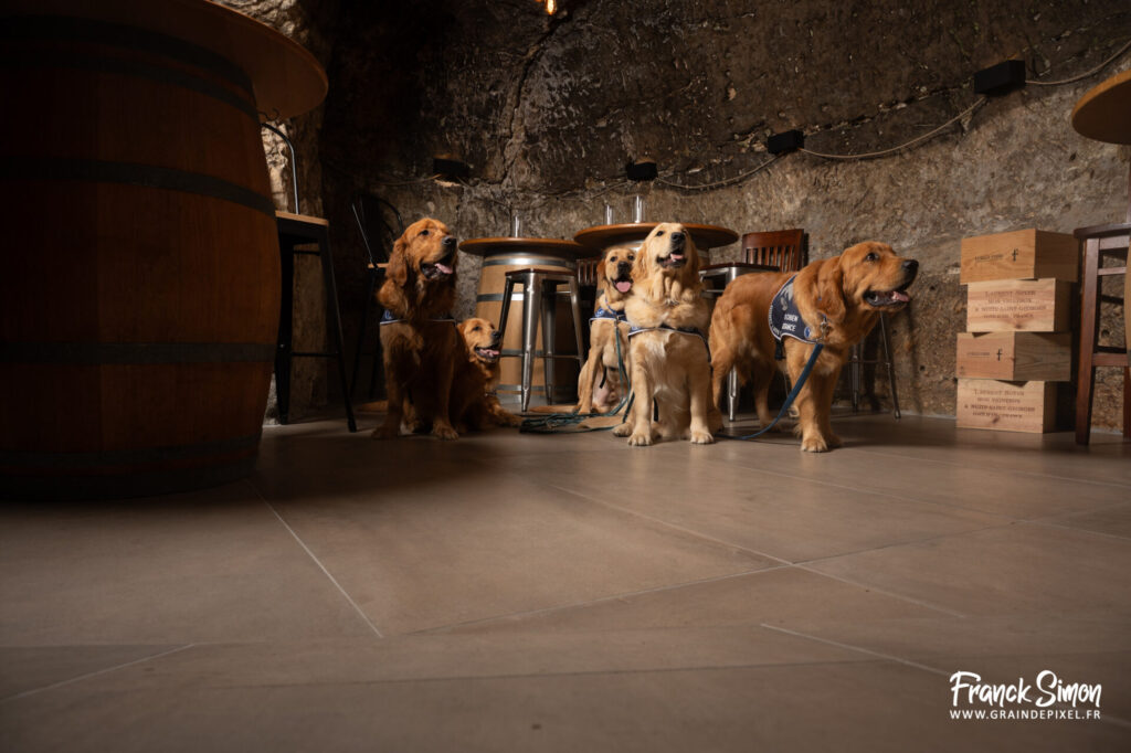 Handi'chiens, au coeur du lien. L'exposition photo 2 exposition handichiens jonzac grain de pixel 538 - Grain de Pixel - photographe équestre et canin - Charente - Angoulême
