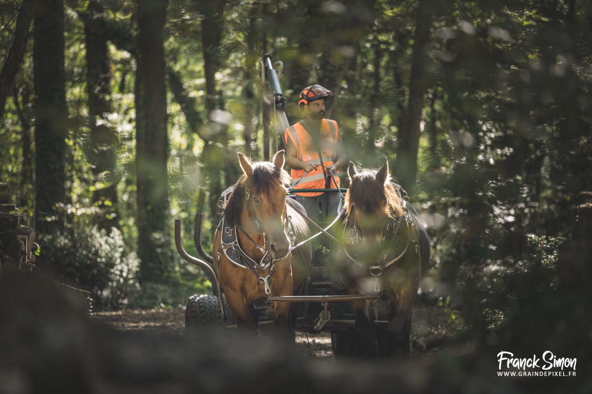 débardage forestier avec le cheval de trait - Espérande traction et Timber Horse - bois des mérigots - L'Isle d'Espagnac - Franck SIMON - photographe à Angoulême