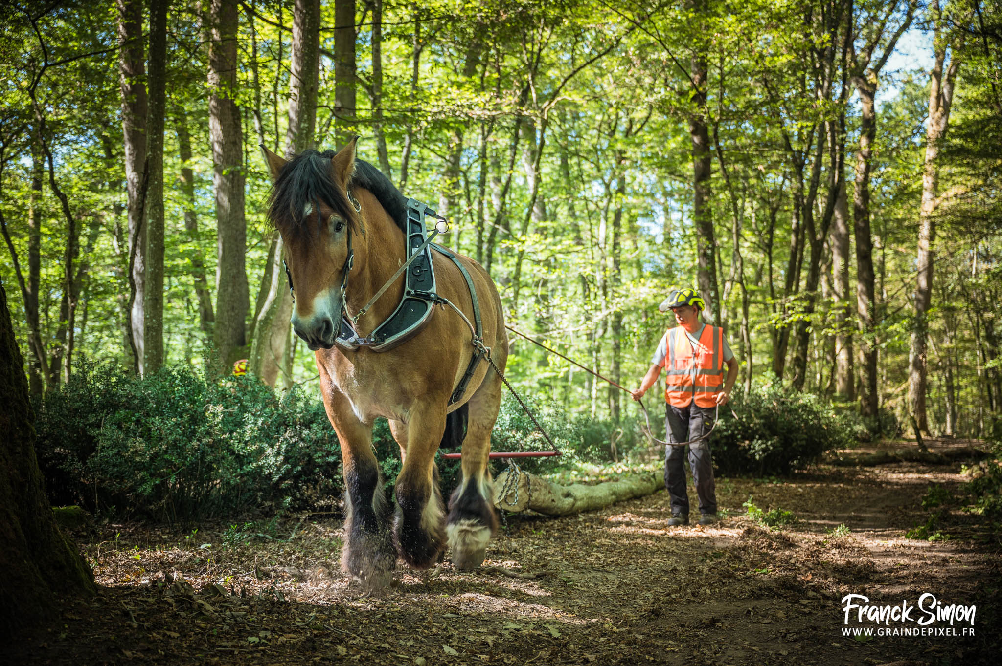 débardage forestier avec le cheval de trait - Espérande traction et Timber Horse - bois des mérigots - L'Isle d'Espagnac - Franck SIMON - photographe à Angoulême