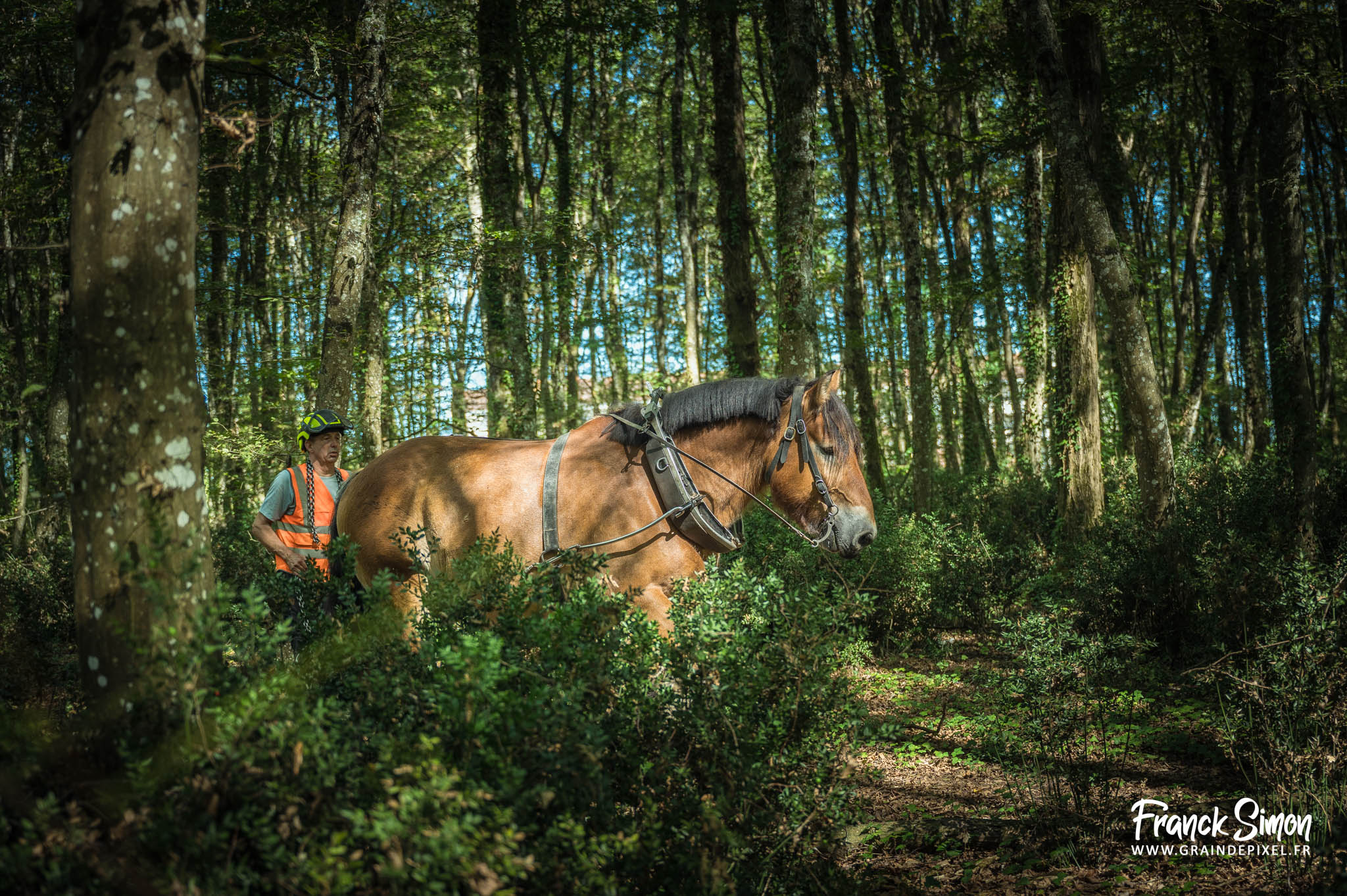débardage forestier avec le cheval de trait - Espérande traction et Timber Horse - bois des mérigots - L'Isle d'Espagnac - Franck SIMON - photographe à Angoulême